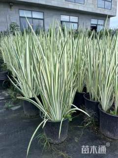 高度50厘米花叶玉蝉花