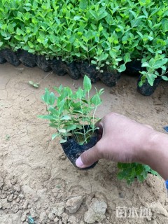 高度20厘米桔梗