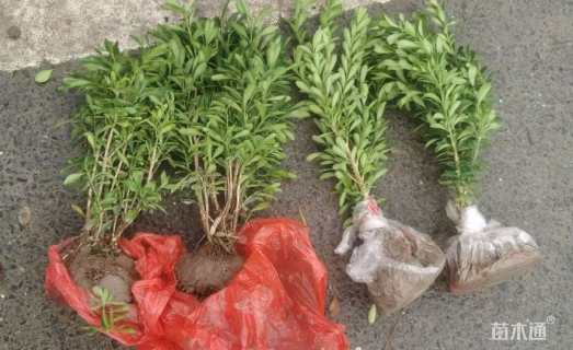 高度20厘米雀舌黄杨小苗