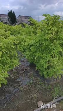 高度150厘米金叶接骨木