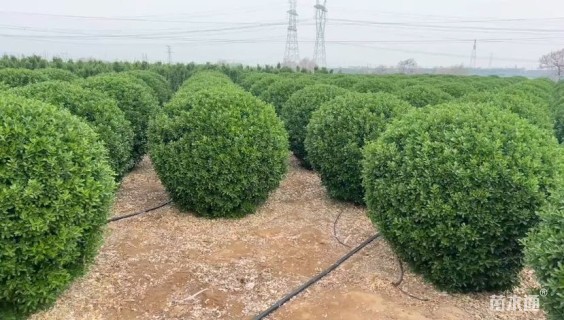 冠幅220厘米大叶黄杨球