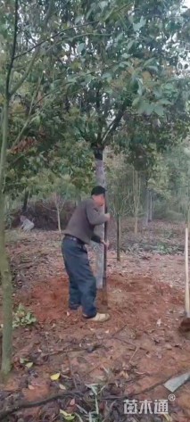 13公分高杆红叶石楠