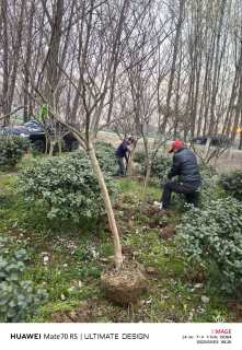 高度250厘米美国玫瑰红紫薇