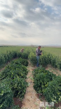 冠幅55厘米冬青球