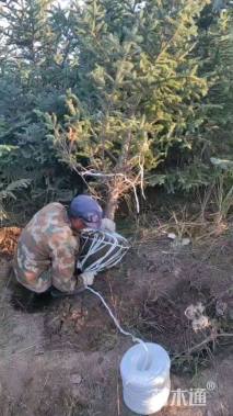 高度270厘米云杉