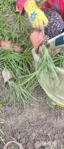 高度20厘米兰花三七草