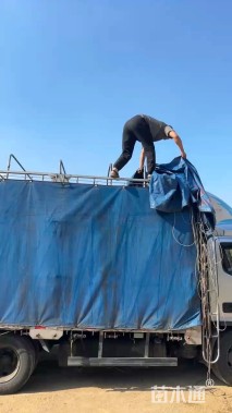 高度50厘米无尽夏绣球