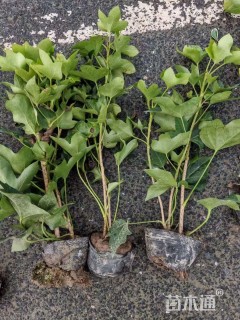 40厘米熊掌木