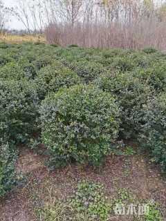 冠幅150厘米小叶女贞球