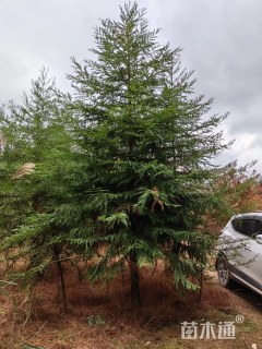 11公分北美红杉