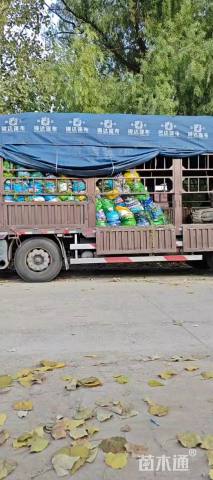 高度50厘米紫娇花