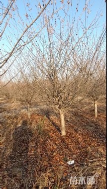 12公分垂丝海棠