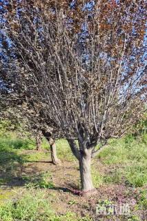 18公分绚丽海棠