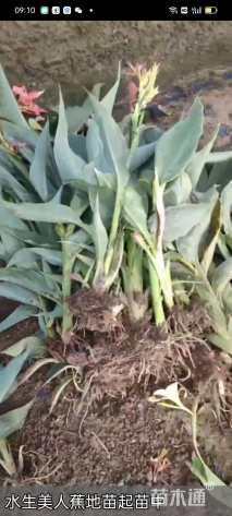 高度35厘米绿叶美人蕉