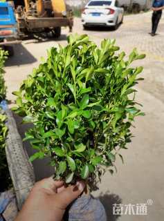 高度55厘米瓜子黄杨