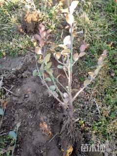 高度30厘米卫矛