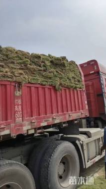 草卷状百慕大草