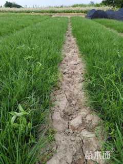 高度40厘米小兔子狼尾草