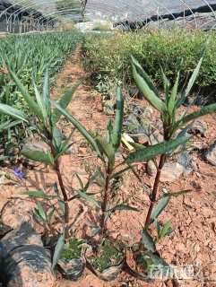 高度25厘米翠芦莉