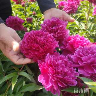 高度75厘米芍药