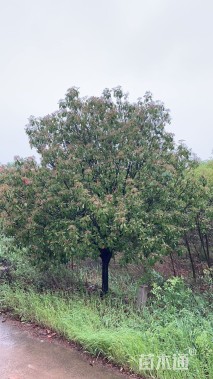 10公分红叶石楠