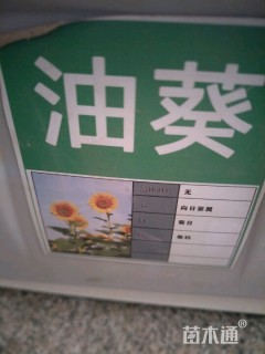 油葵种子