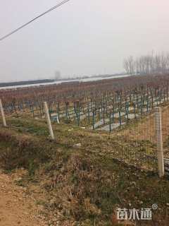 高度130厘米月季