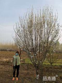 5公分白花山碧桃