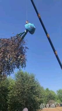 15公分紫叶稠李