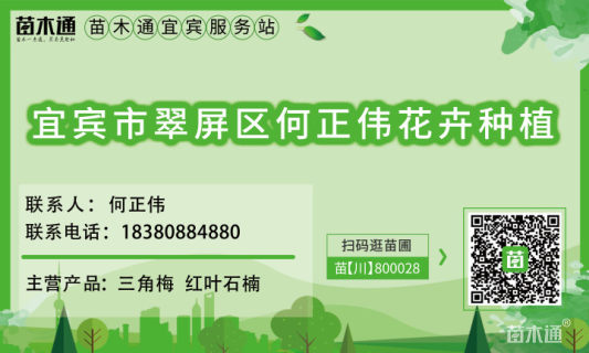 高度180厘米三角梅