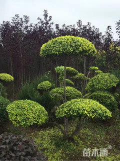 造型金叶榆