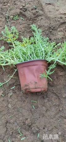 高度15厘米金叶佛甲草