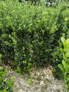 高度100厘米大叶黄杨柱