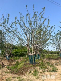 70公分(5杆)丛生朴树