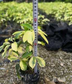 高度28厘米花叶鸭脚木