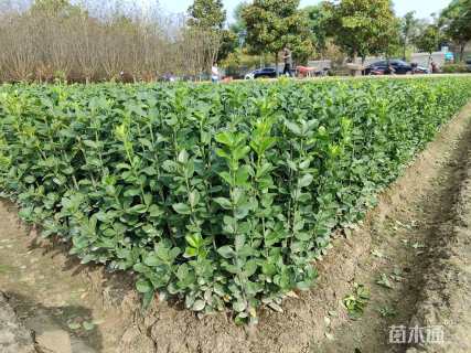 高度1.0厘米北海道黄杨