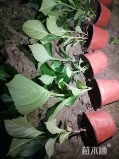 高度15厘米八仙花