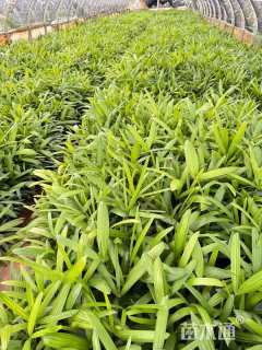 裸干高30厘米棕竹