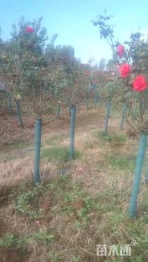 高度170厘米月季