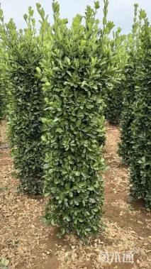 高度190厘米大叶黄杨柱