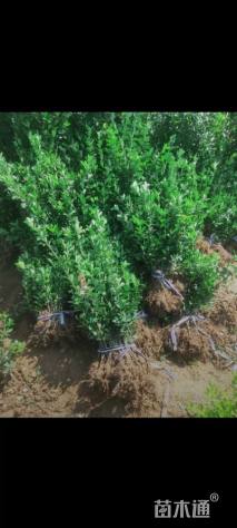 高度50厘米大叶黄杨