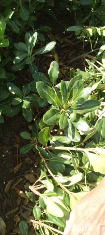 高度35厘米海桐