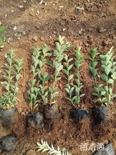 高度25厘米金边黄杨