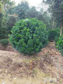 冠幅80厘米大叶黄杨球