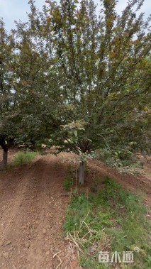 高度500厘米印第安魔力海棠