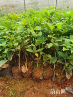 高度27厘米四季桂小苗