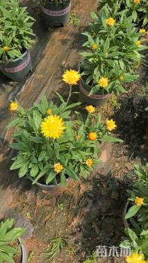 高度30厘米蜡菊