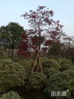 高度250厘米羽毛枫