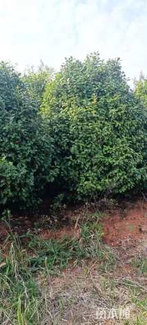 高度250厘米茶花