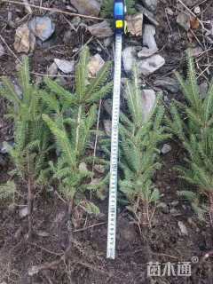高度50厘米云杉